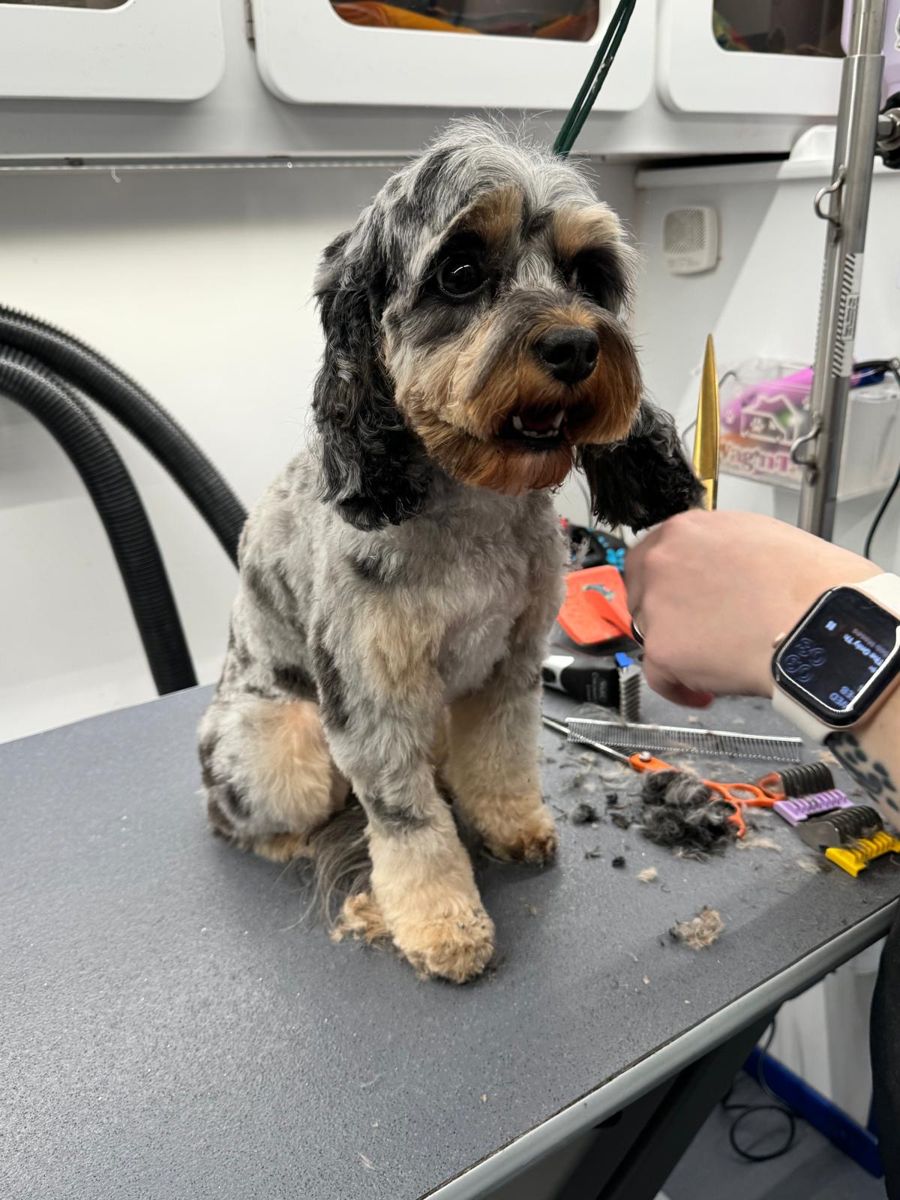 Freshly groomed merle doodle sitting on the grooming table in a Happy Hound van