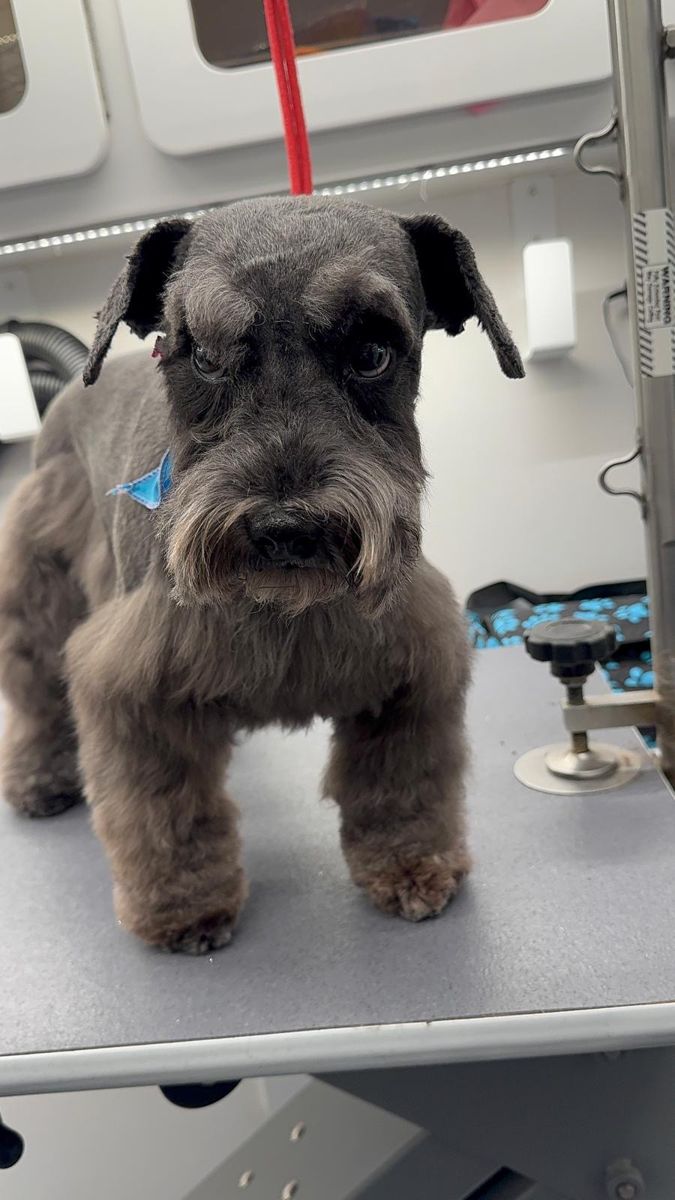 Freshly groomed schnauzer with a blue bandana inside a Happy Hound van