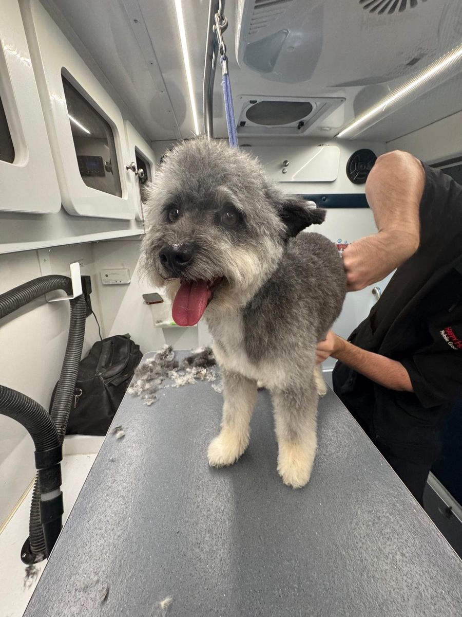 Happy gray and white dog after a full groom inside a Happy Hound van