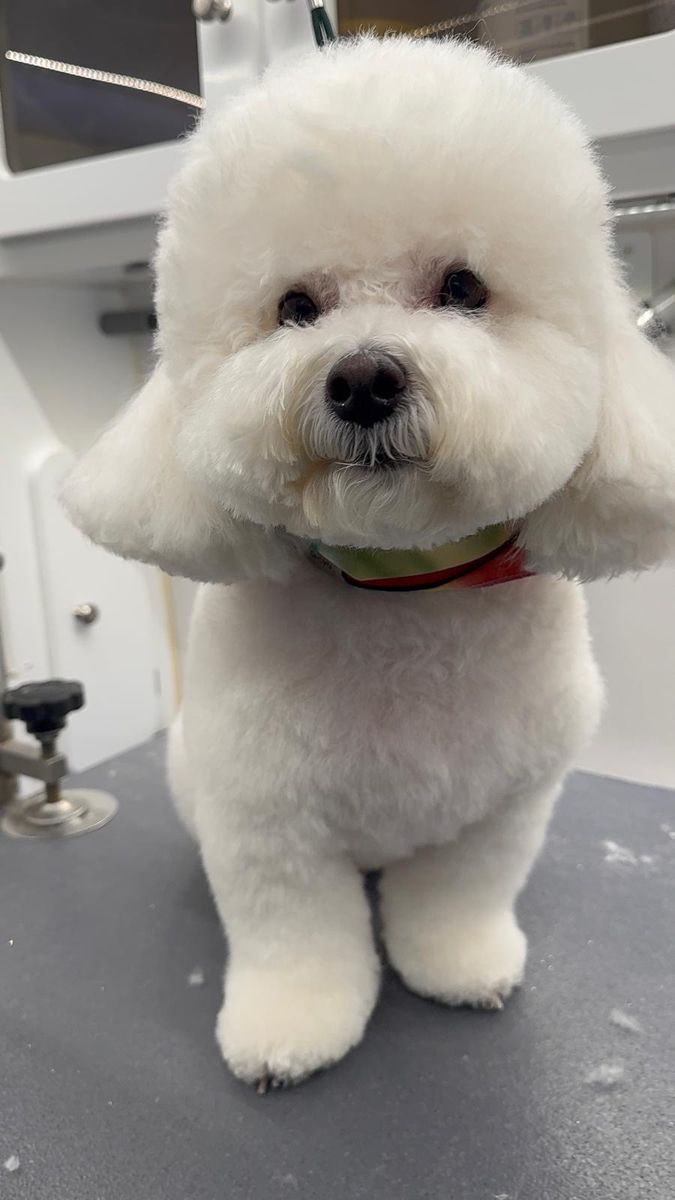 Fluffy white bichon with a rounded cut and colorful bandana
